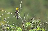 White-edged Oriole